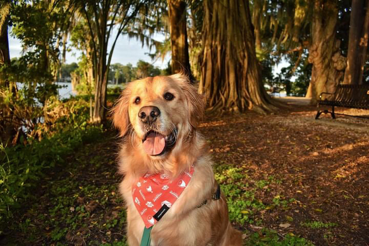 Dog Bandana (Reversible)