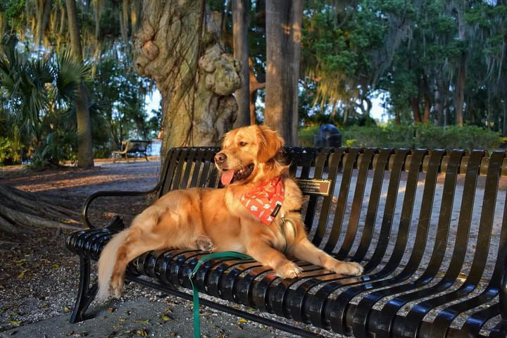 Dog Bandana (Reversible)